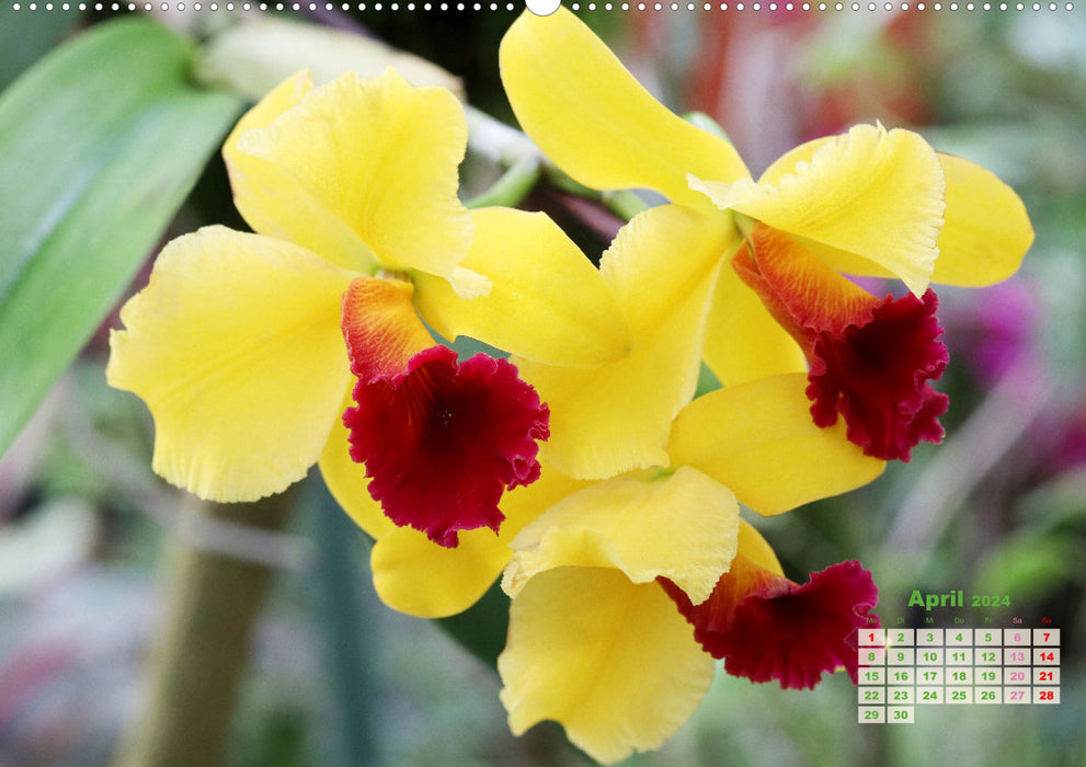 Most beautiful orchids (CALVENDO wall calendar 2024) 