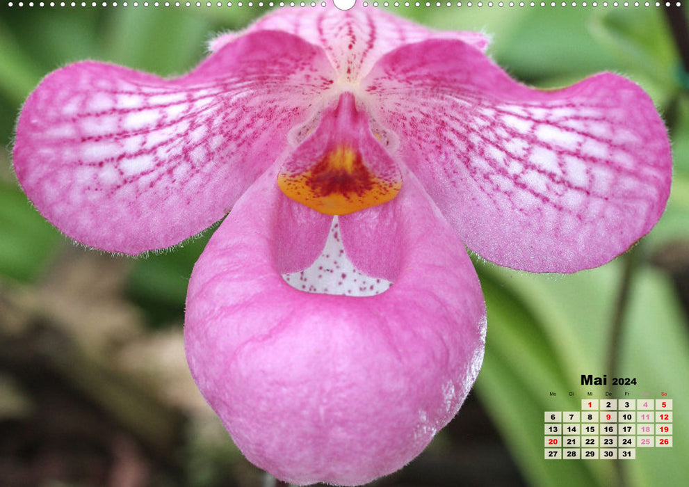 Schönste Orchideen (CALVENDO Wandkalender 2024)
