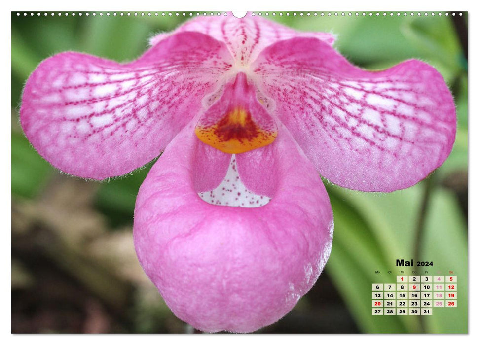 Schönste Orchideen (CALVENDO Wandkalender 2024)