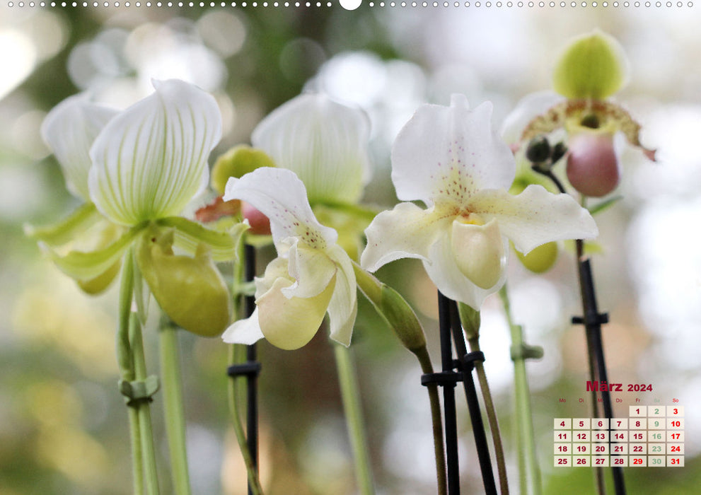 Most beautiful orchids (CALVENDO Premium Wall Calendar 2024) 