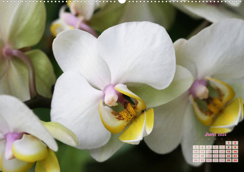 Les plus belles orchidées (Calendrier mural CALVENDO Premium 2024) 