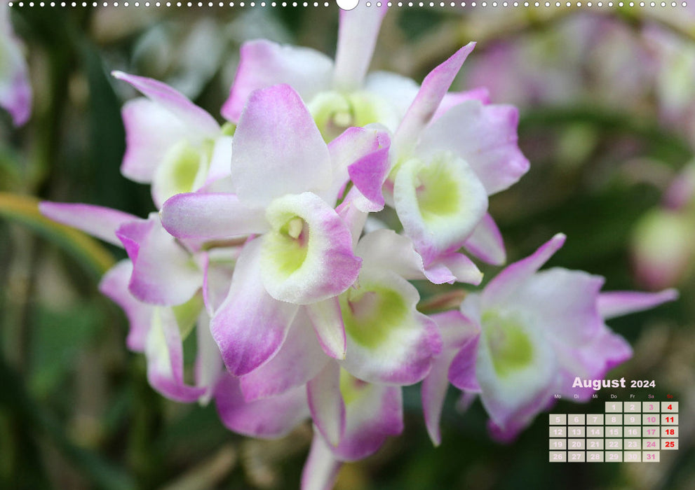 Schönste Orchideen (CALVENDO Premium Wandkalender 2024)