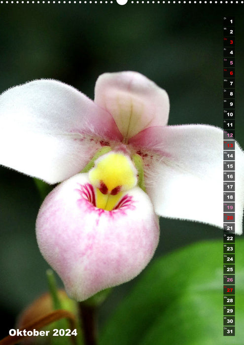 Freude an Orchideen (CALVENDO Wandkalender 2024)