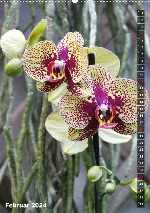 The joy of orchids (CALVENDO wall calendar 2024) 
