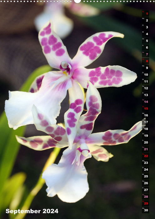 The joy of orchids (CALVENDO wall calendar 2024) 