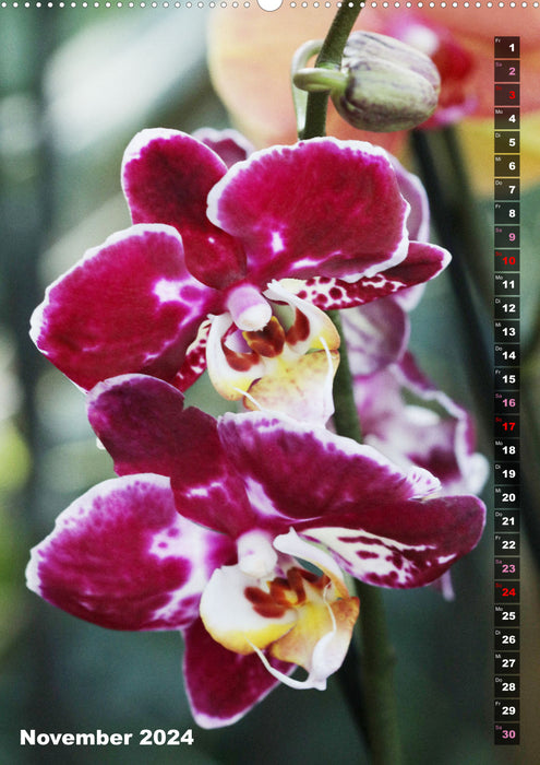 Joy in orchids (CALVENDO Premium Wall Calendar 2024) 