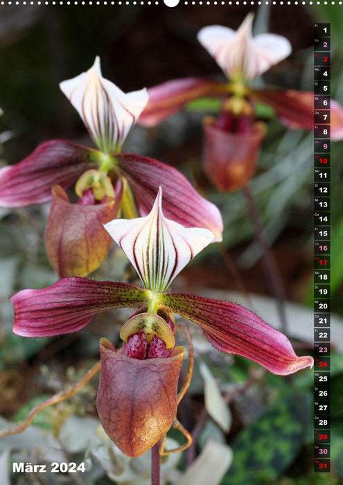 Freude an Orchideen (CALVENDO Premium Wandkalender 2024)