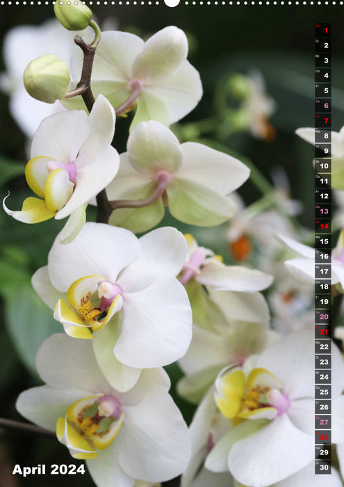 La joie dans les orchidées (Calendrier mural CALVENDO Premium 2024) 
