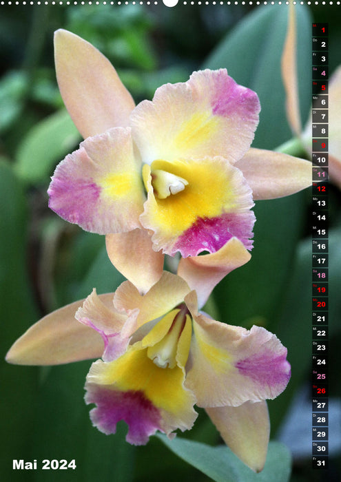 La joie dans les orchidées (Calendrier mural CALVENDO Premium 2024) 