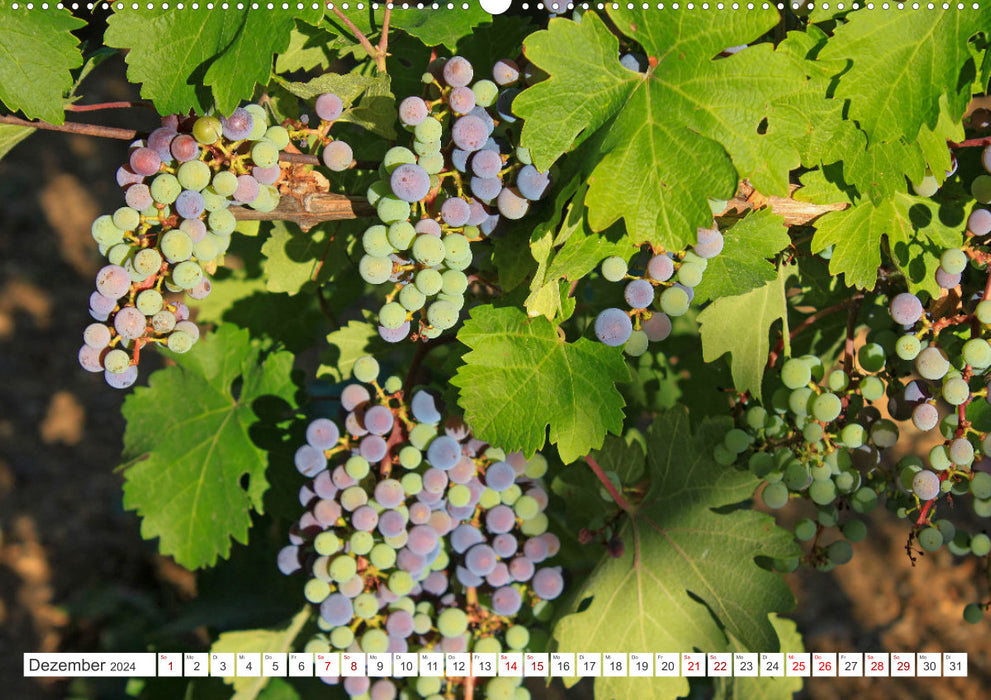 Wine landscapes (CALVENDO wall calendar 2024) 