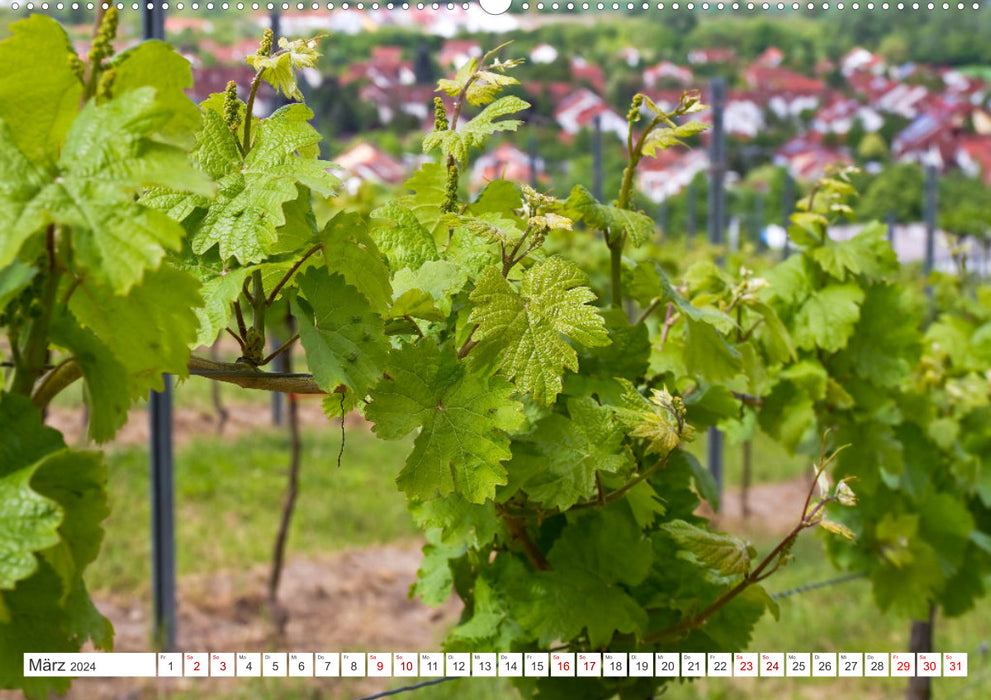 Weinlandschaften (CALVENDO Premium Wandkalender 2024)