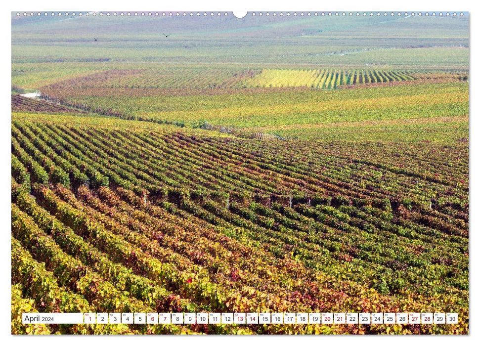 Paysages viticoles (Calendrier mural CALVENDO Premium 2024) 