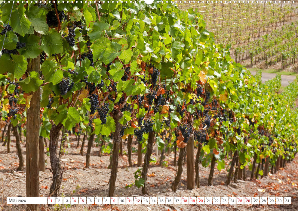 Wine landscapes (CALVENDO Premium wall calendar 2024) 