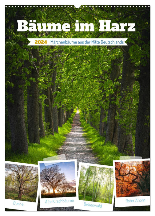 Bäume im Harz (CALVENDO Wandkalender 2024)