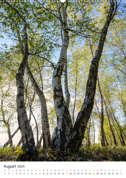 Bäume im Harz (CALVENDO Wandkalender 2024)