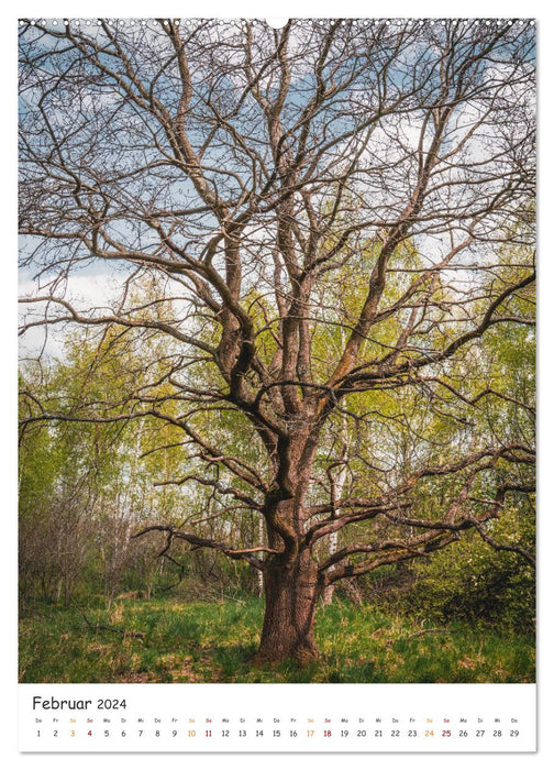 Bäume im Harz (CALVENDO Premium Wandkalender 2024)