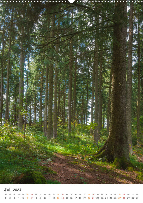Trees in the Harz (CALVENDO Premium Wall Calendar 2024) 