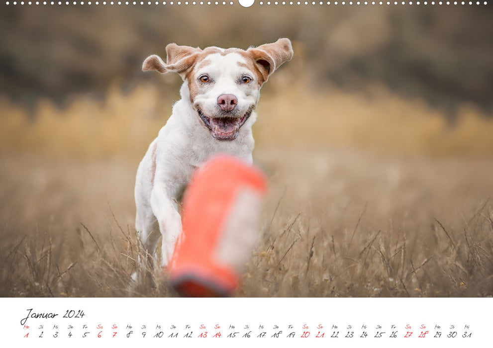 Dogs - Our favorite noses (CALVENDO wall calendar 2024) 