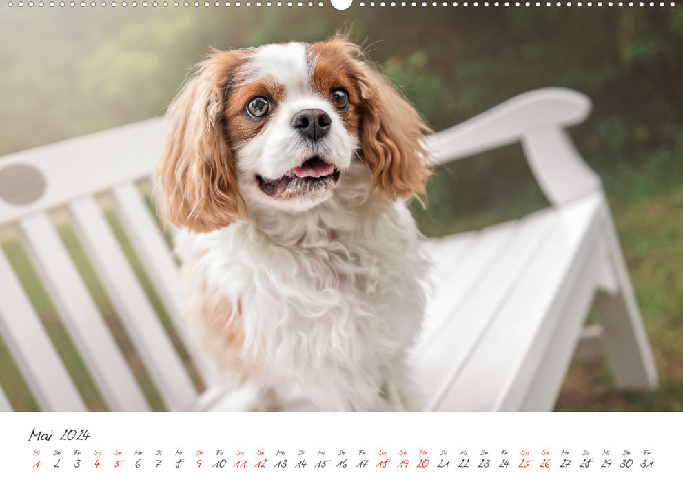 Hunde - Unsere Lieblingsnasen (CALVENDO Wandkalender 2024)