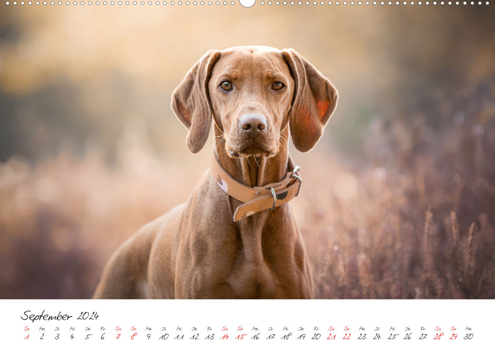 Dogs - Our favorite noses (CALVENDO wall calendar 2024) 