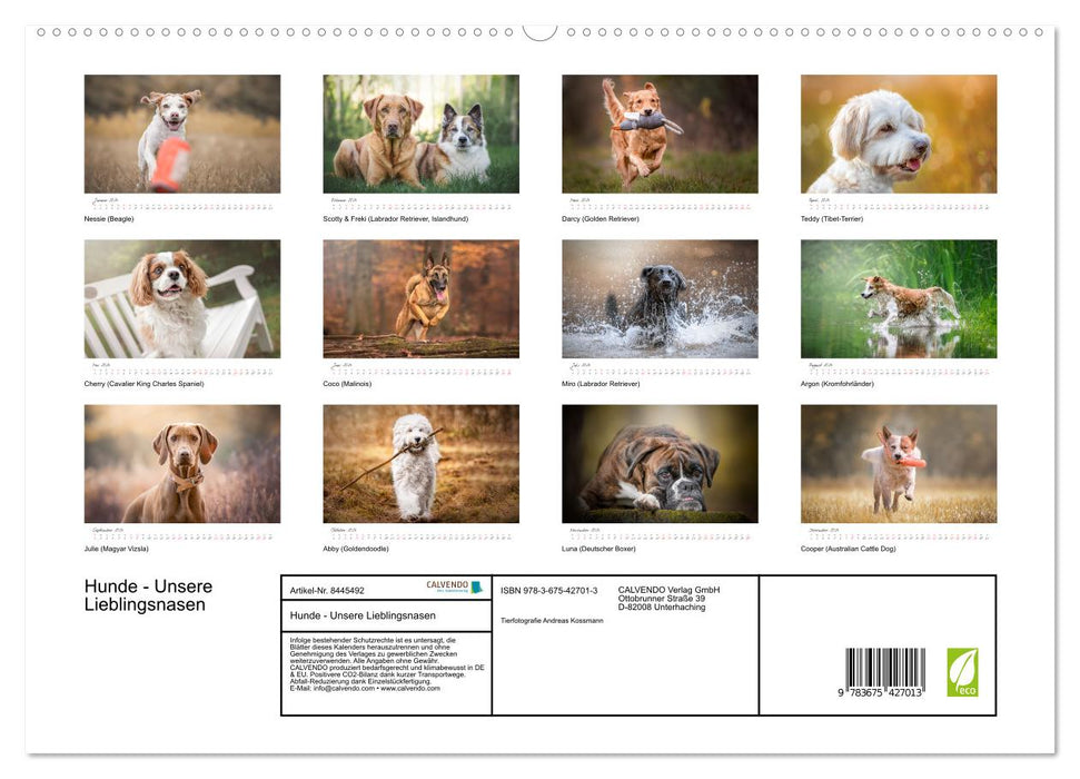 Hunde - Unsere Lieblingsnasen (CALVENDO Premium Wandkalender 2024)