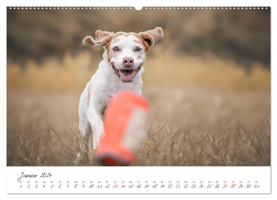 Chiens - Nos nez préférés (Calendrier mural CALVENDO Premium 2024) 