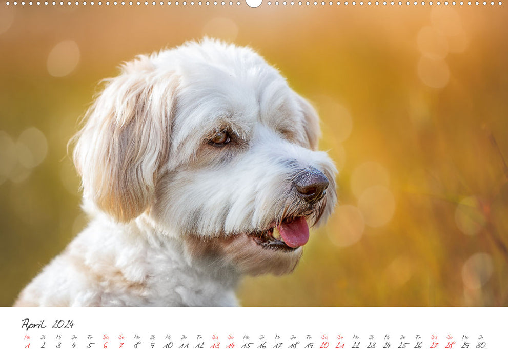Hunde - Unsere Lieblingsnasen (CALVENDO Premium Wandkalender 2024)