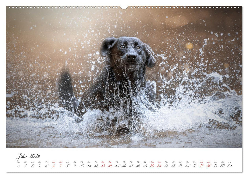 Chiens - Nos nez préférés (Calendrier mural CALVENDO Premium 2024) 