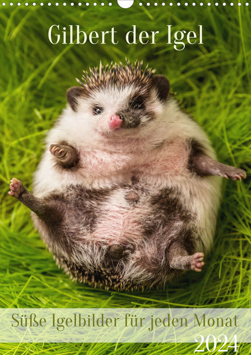 Gilbert the hedgehog (CALVENDO wall calendar 2024) 