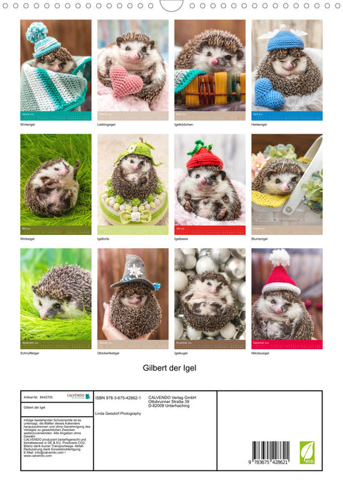 Gilbert the hedgehog (CALVENDO wall calendar 2024) 