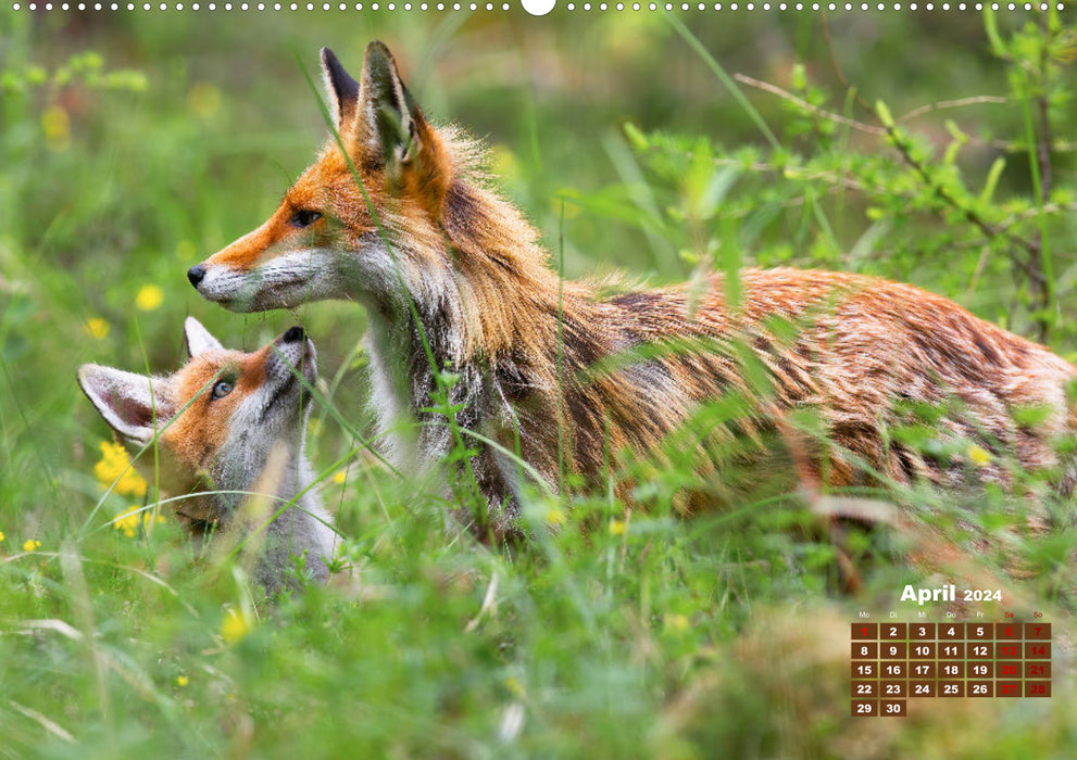 Animals in the wild by VogtArt (CALVENDO Premium Wall Calendar 2024) 