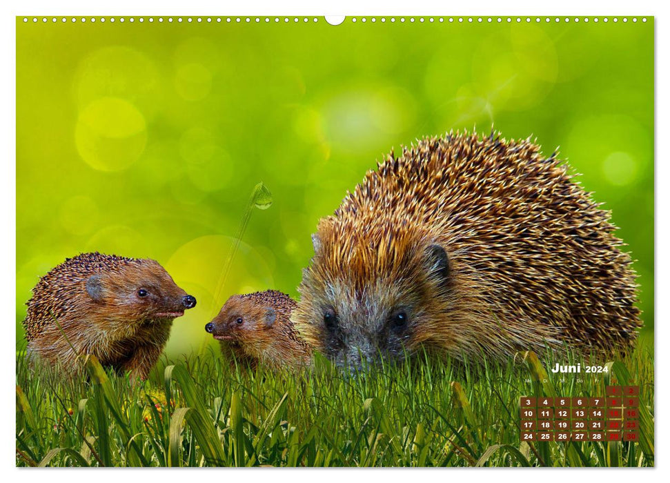 Tiere in freier Wildbahn by VogtArt (CALVENDO Premium Wandkalender 2024)