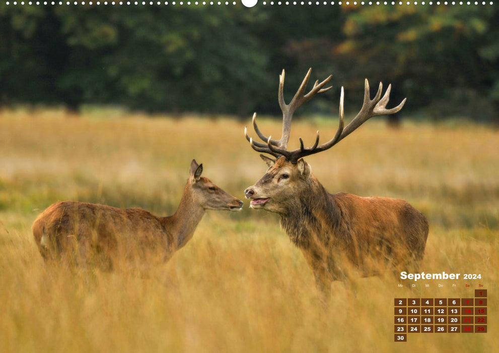 Animals in the wild by VogtArt (CALVENDO Premium Wall Calendar 2024) 