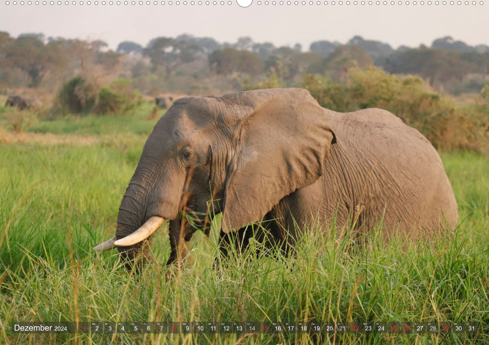 Rencontres - éléphants en Afrique australe (Calendrier mural CALVENDO 2024) 
