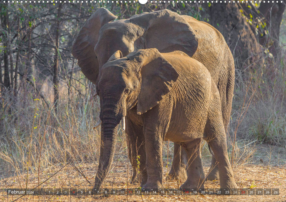 Rencontres - éléphants en Afrique australe (Calendrier mural CALVENDO 2024) 