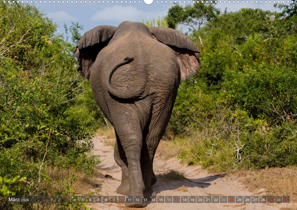 begegnungen - elefanten im südlichen afrika (CALVENDO Wandkalender 2024)