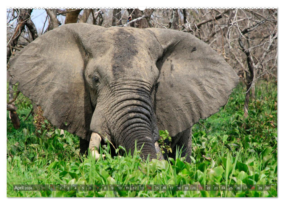 Rencontres - éléphants en Afrique australe (Calendrier mural CALVENDO 2024) 