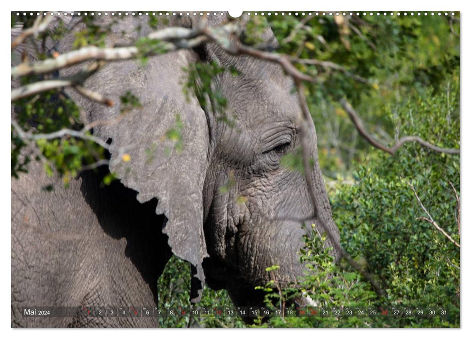 Rencontres - éléphants en Afrique australe (Calendrier mural CALVENDO 2024) 