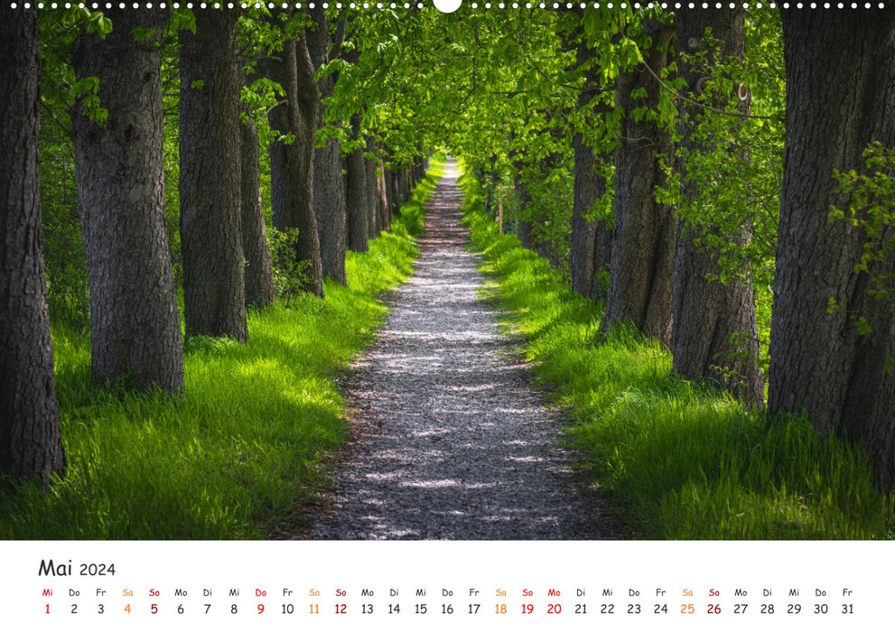 Magischer Harzwald (CALVENDO Wandkalender 2024)