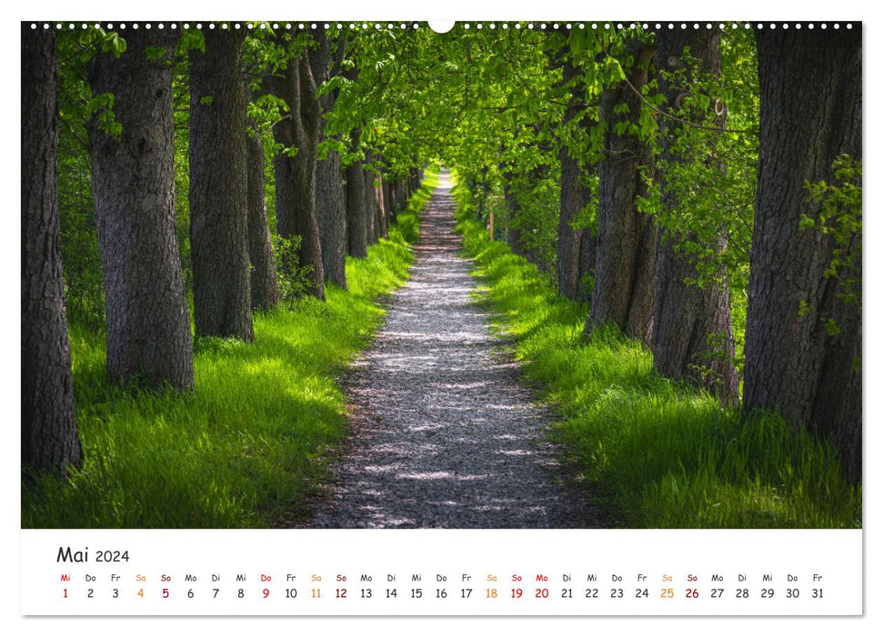 Magical Harz Forest (CALVENDO wall calendar 2024) 