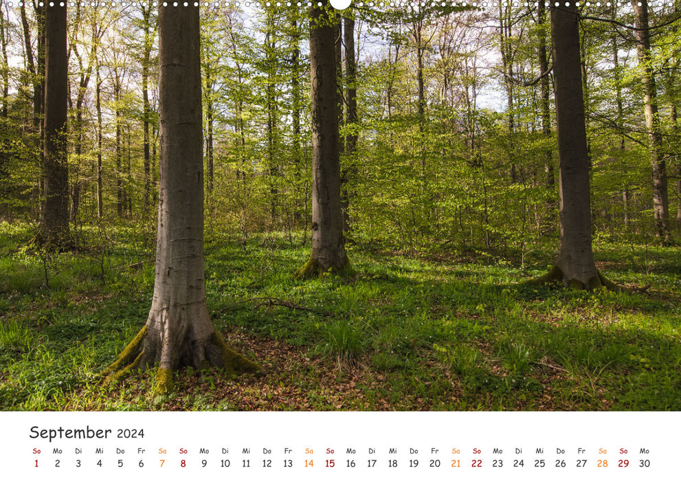 Magischer Harzwald (CALVENDO Wandkalender 2024)