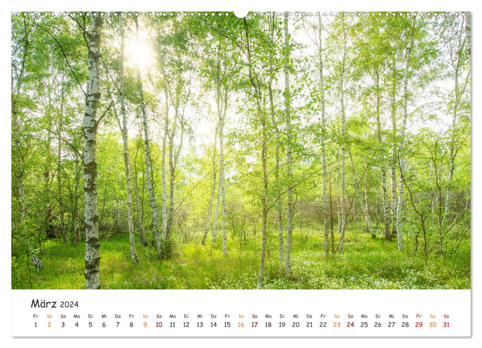 Magical Harz Forest (CALVENDO Premium Wall Calendar 2024) 