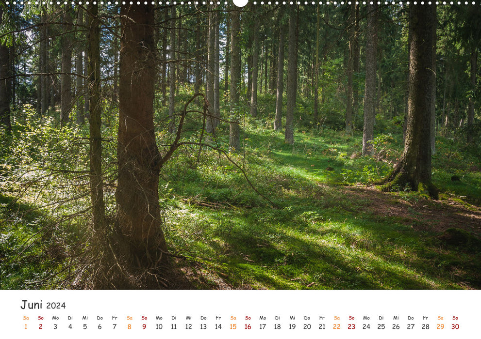 Magischer Harzwald (CALVENDO Premium Wandkalender 2024)