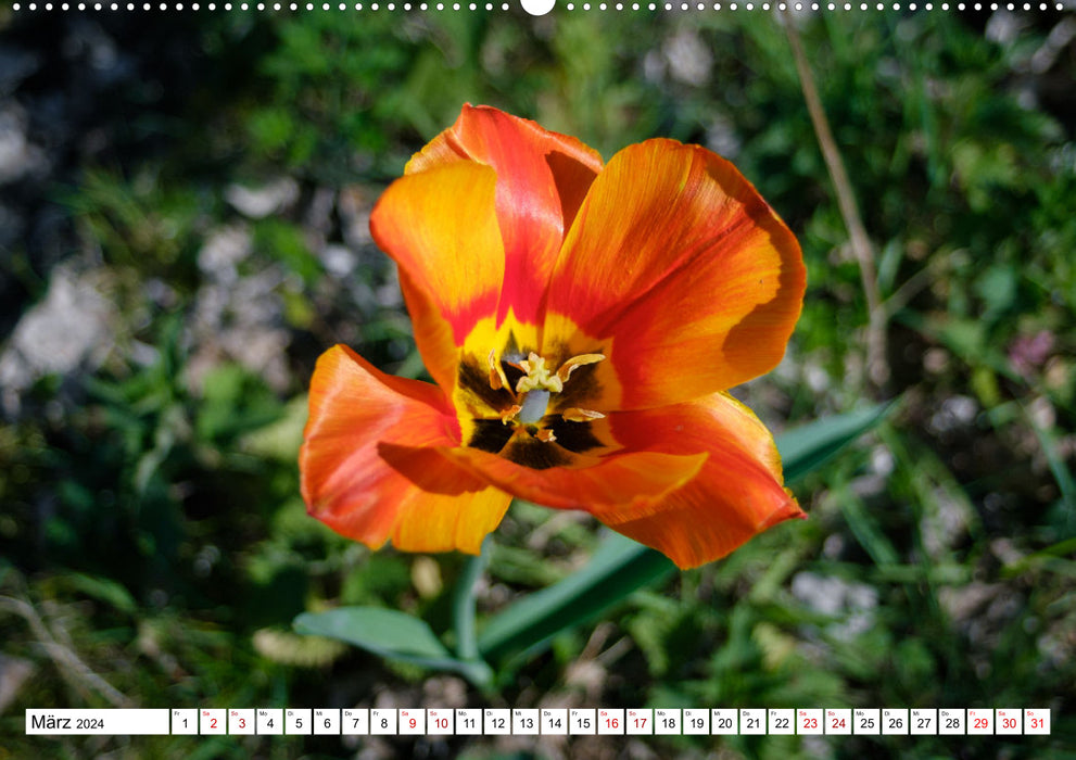 Flower magic - dreamlike colors of nature (CALVENDO wall calendar 2024) 