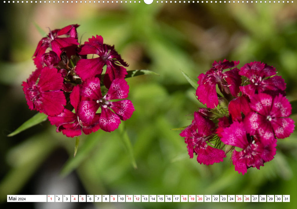 Flower magic - dreamlike colors of nature (CALVENDO wall calendar 2024) 