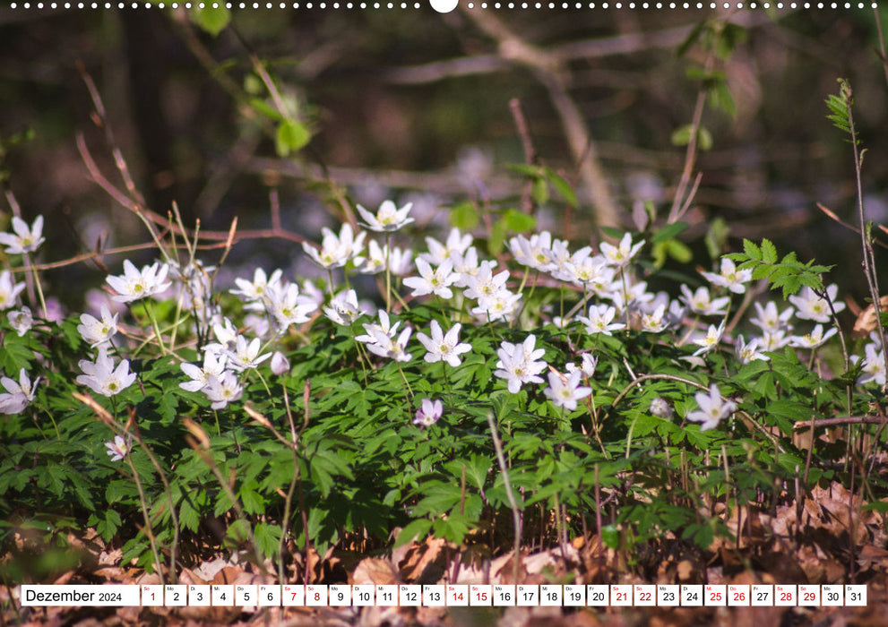 Flower magic - dreamlike colors of nature (CALVENDO Premium Wall Calendar 2024) 
