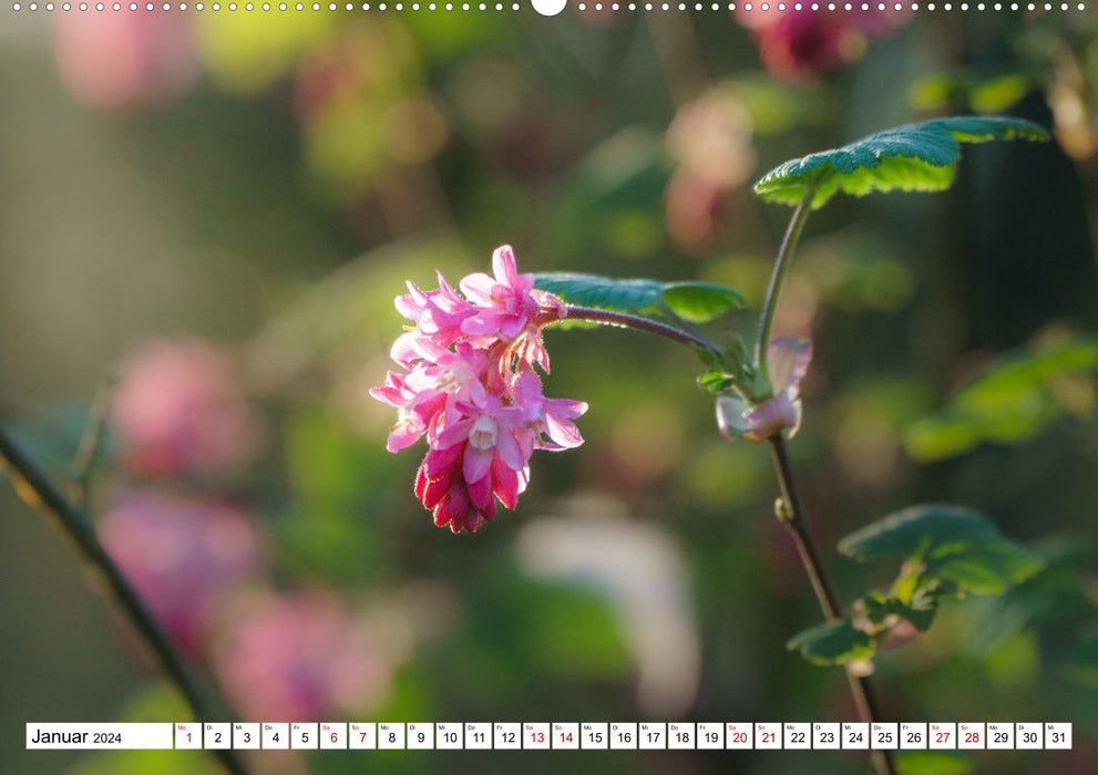 Flower magic - dreamlike colors of nature (CALVENDO Premium Wall Calendar 2024) 