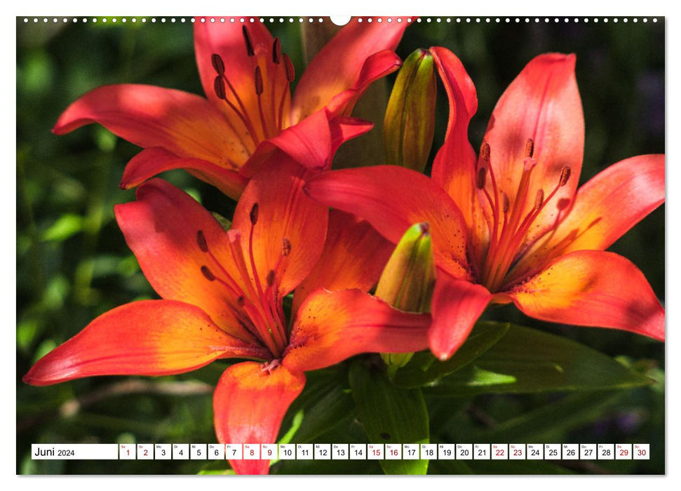 Blütenzauber - Traumhafte Farben der Natur (CALVENDO Premium Wandkalender 2024)