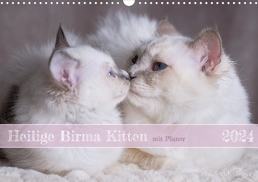 Heilige Birma Kitten mit Planer (CALVENDO Wandkalender 2024)