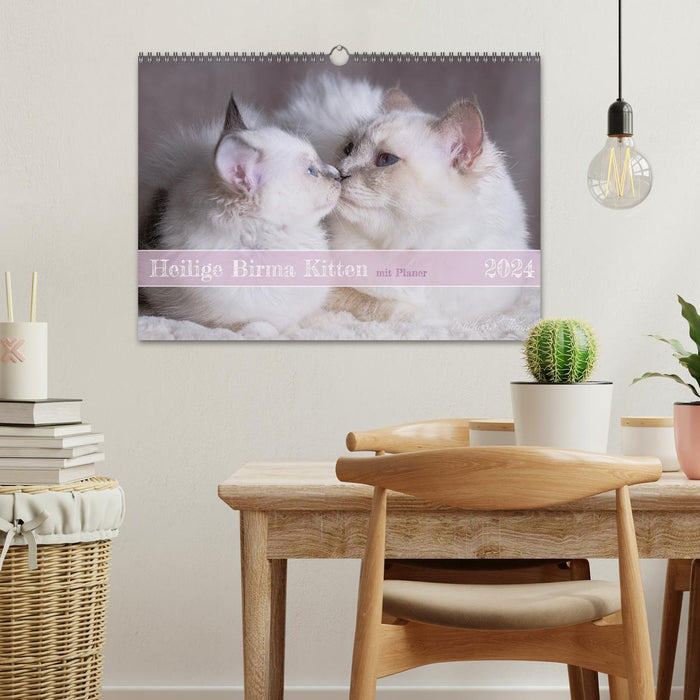 Heilige Birma Kitten mit Planer (CALVENDO Wandkalender 2024)